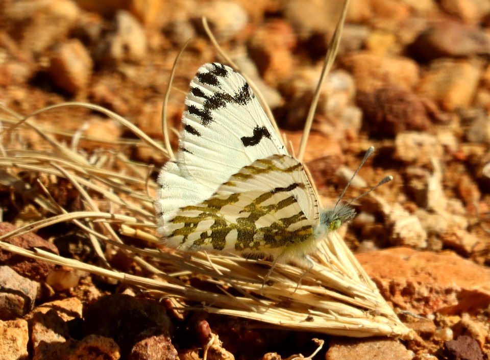 MARBLE, DESERT (Euchloe lotta) (3-1-2019) lake patagonia ranch estates, santa cruz co, az -02
