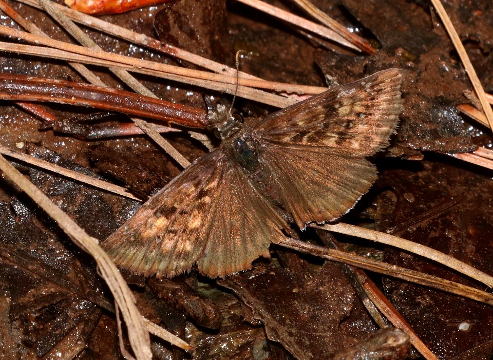 DUSKYWING, PACUVIUS or SCUDDER'S (Erynnis pacuvius or scudderi) (7-7-2020) 7530 ft, sawmill spring, carr peak area, huachuca mts, cochise co, az -05