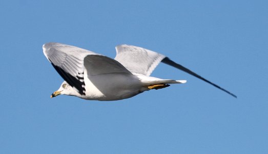 360 - RING-BILLED GULL (12-19-2016) patagonia lake, santa cruz co, az (2)