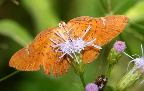 METALMARK, CURVE-WINGED (Emesis emesis) (11-10-2016) the national butterfly center, hidalgo co, tx -07