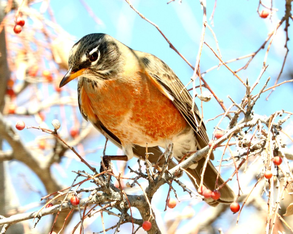 756 - AMERICAN ROBIN (2-2012019) proctor trail, madera canyon, pima co, az -01