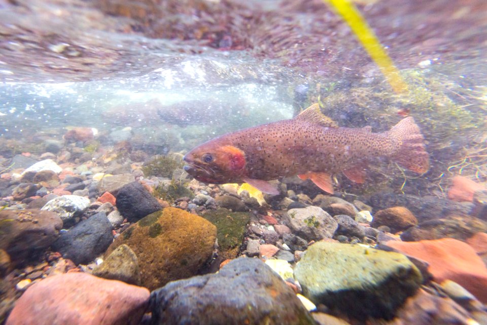 Spawning Yellowstone cutthroat trout (Oncorhynchus clarkii bouvieri)