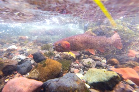 Spawning Yellowstone cutthroat trout (Oncorhynchus clarkii bouvieri)