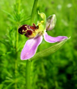 Wild nature plant