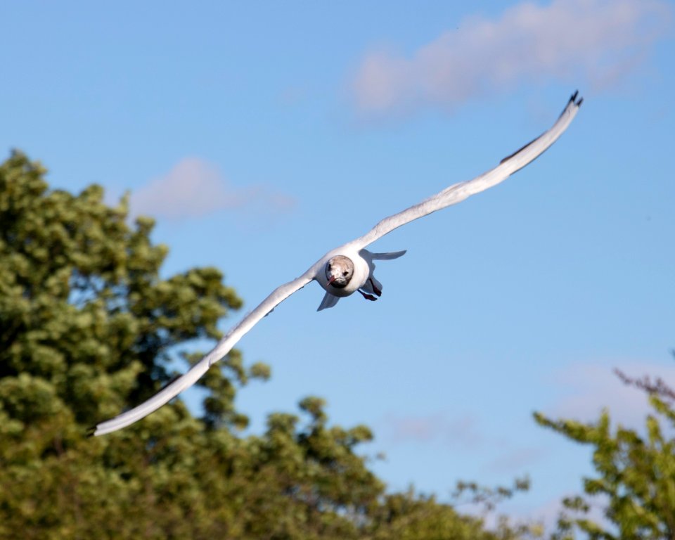 old blackheaded gull 3