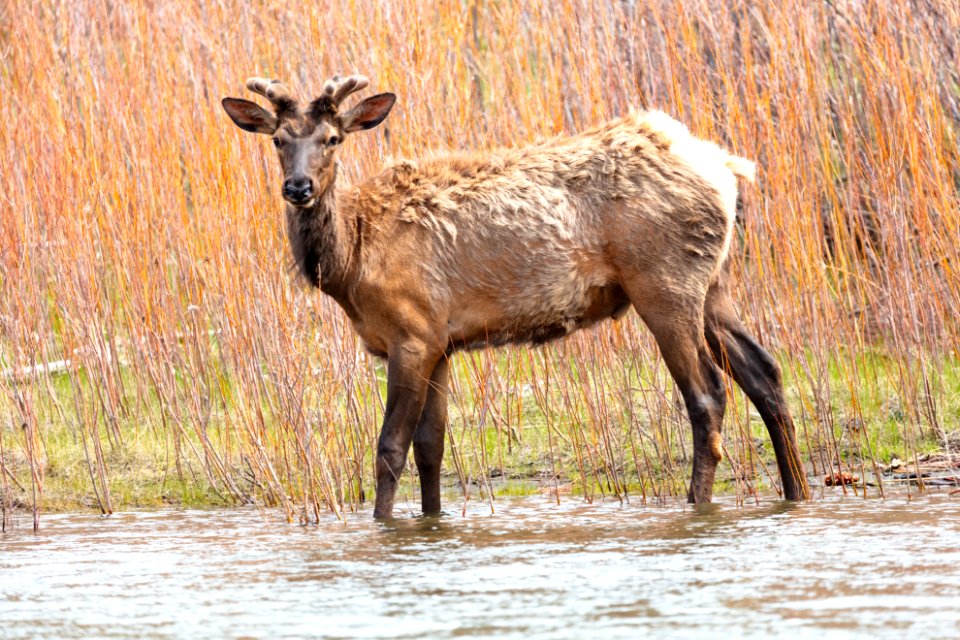 Bull elk grazing along the Yellowstone River