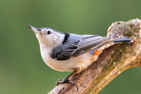 White-breasted Nuthatch photo