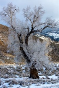 Frosted cottonwood tree near the Buffalo Ranch