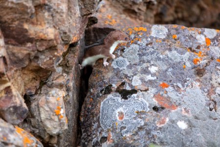 Short-tailed weasel emerging from a crack between two rocks photo