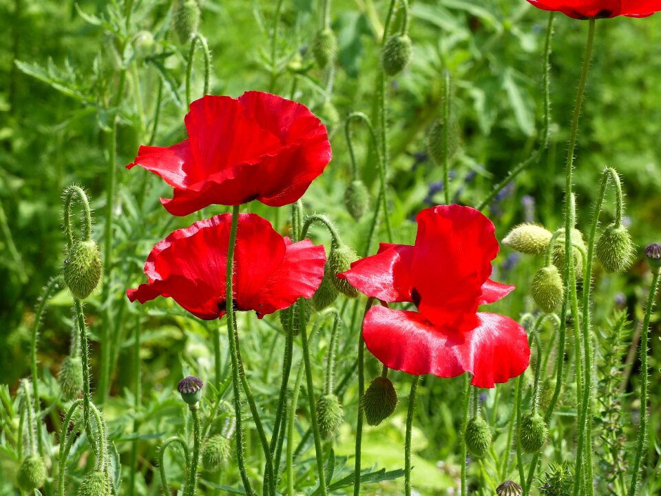 Buds garden summer