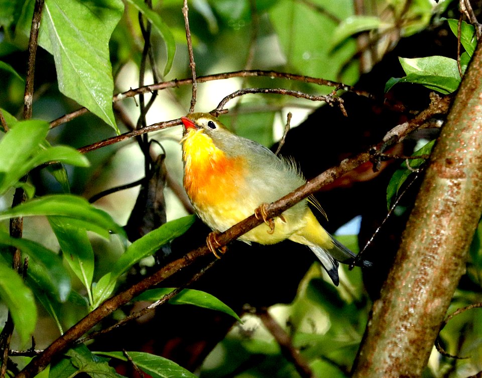 RED-BILLED LEIOTHRIX (9-11-2017) kipukapuaulu trail, kilauea area, hawai'i co, hawaii -06