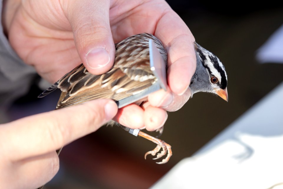 Yellowstone Bird Program (20): Wildlife Biologist Lauren Walker measures the wing of a white-crowned sparrow