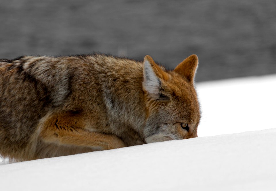 Coyote along the Firehole River