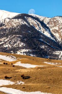 Full moon setting over Electric Peak with elk and bison