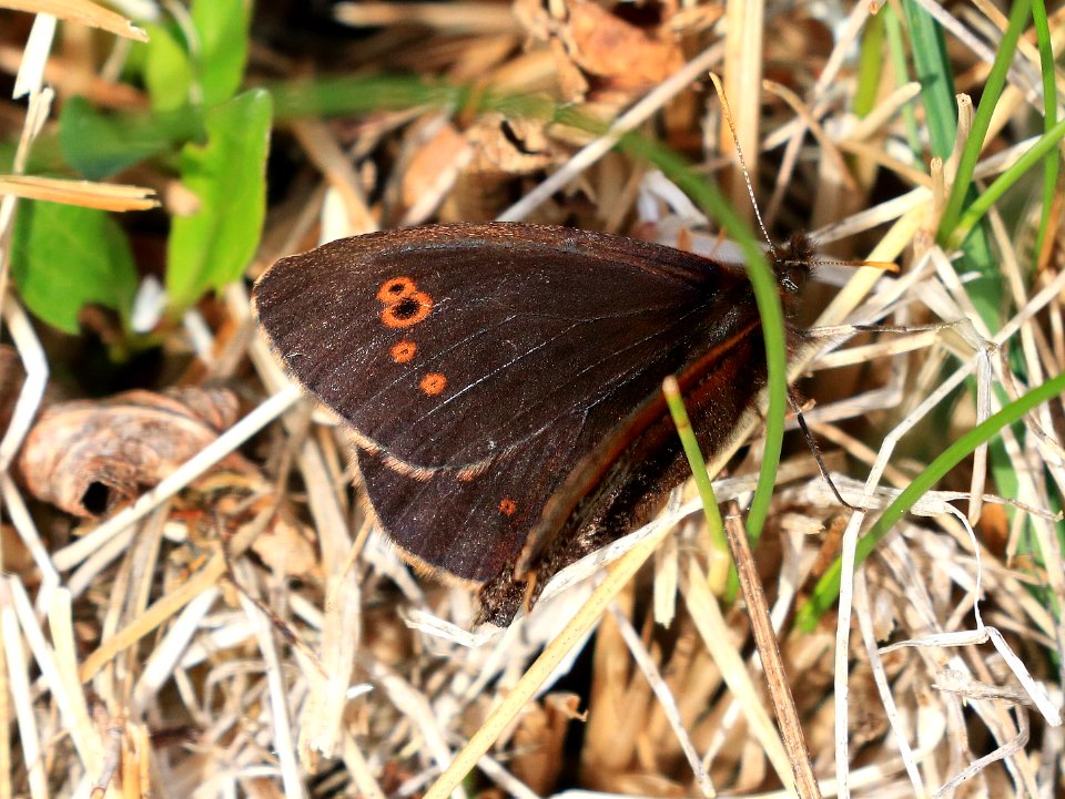 ALPINE, ROSS' (Erebia rossii) (6-25-2016) denali highway, mile p13 pass, near paxson, alaska (3)