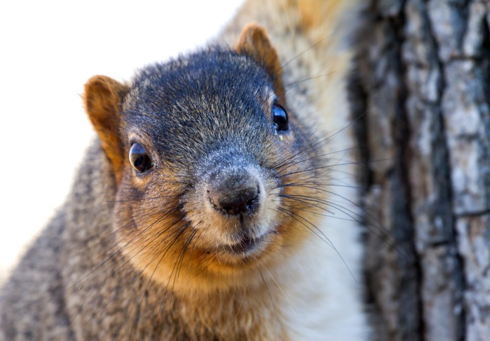 Fox Squirrel photo