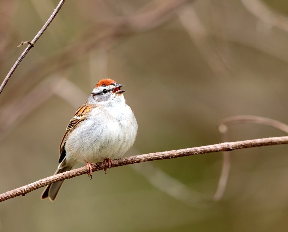 Chipping Sparrow