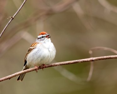 Chipping Sparrow photo