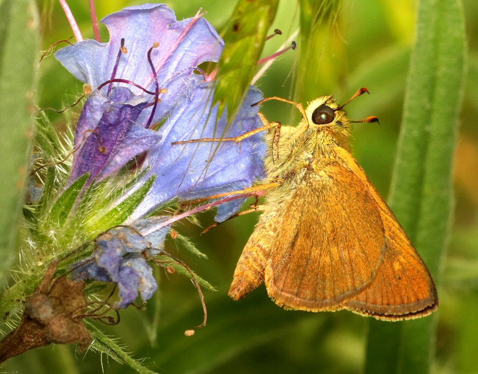 BROKEN-DASH, SOUTHERN (Wallengrania otho) (5-29-2018) pyatt access to crooked creek, marion co, ar -05