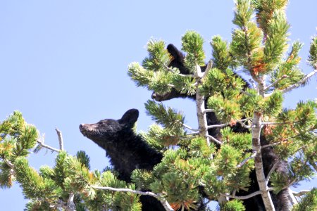 Black bears in whitebark pine