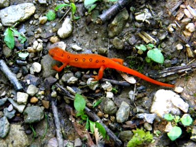 Red Eft