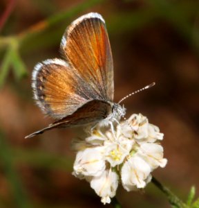 PYGMY-BLUE, WESTERN (Brephidium exile) (9-3-10) yard, west of patagonia, scc, az -02