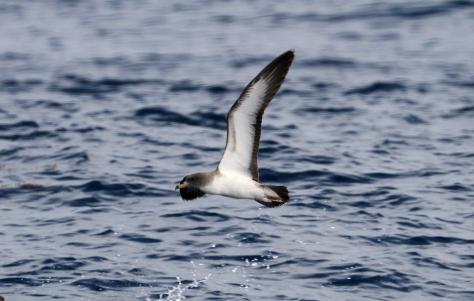 127 - CORY'S SHEARWATER (5-31-2017) off hatteras, dare co, nc (6)