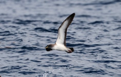 127 - CORY'S SHEARWATER (5-31-2017) off hatteras, dare co, nc (6)