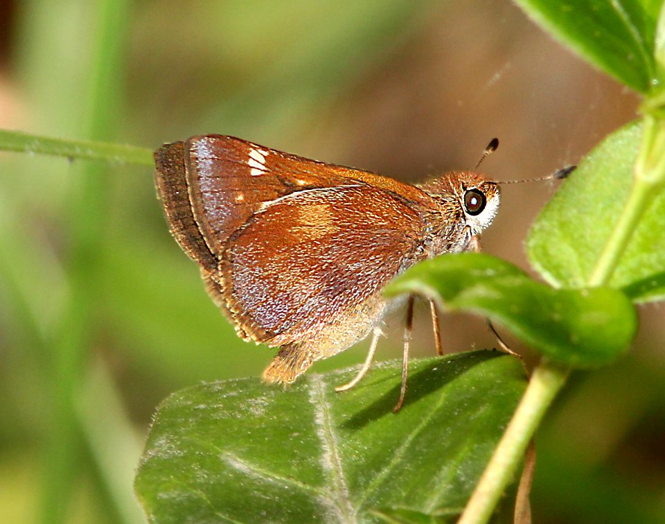 SKIPPER, UMBER (Poanes melane) (9-23-13) los osos, slo co, ca