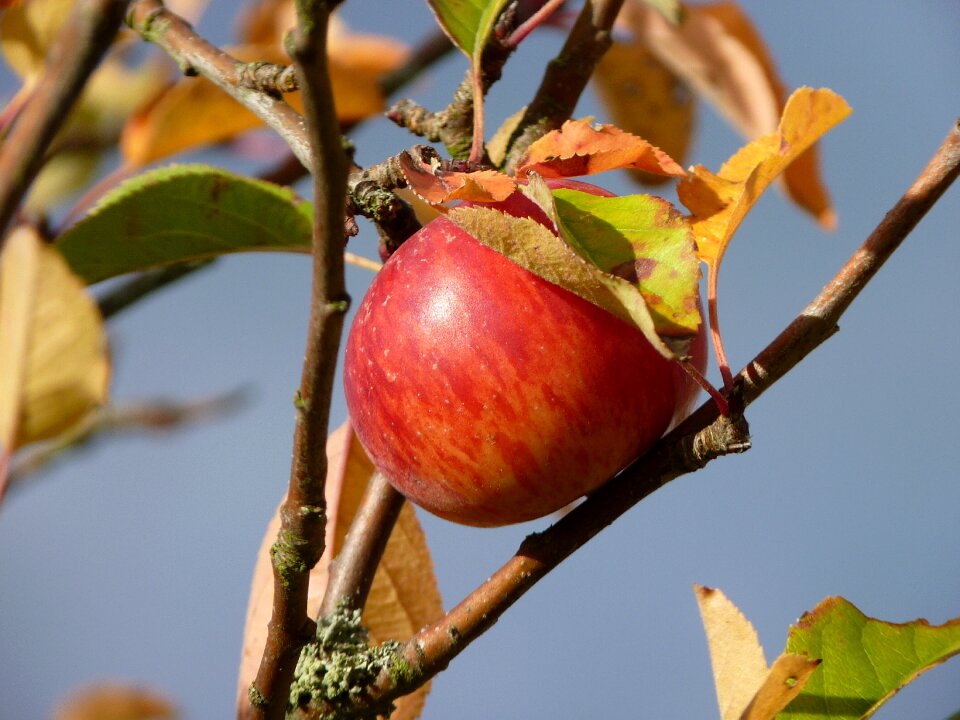 Ripe harvest apple tree