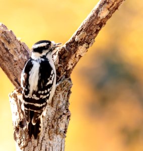 Downy Woodpecker (female) photo