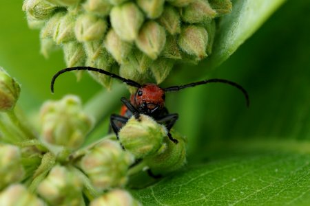 Milkweed Beetle photo