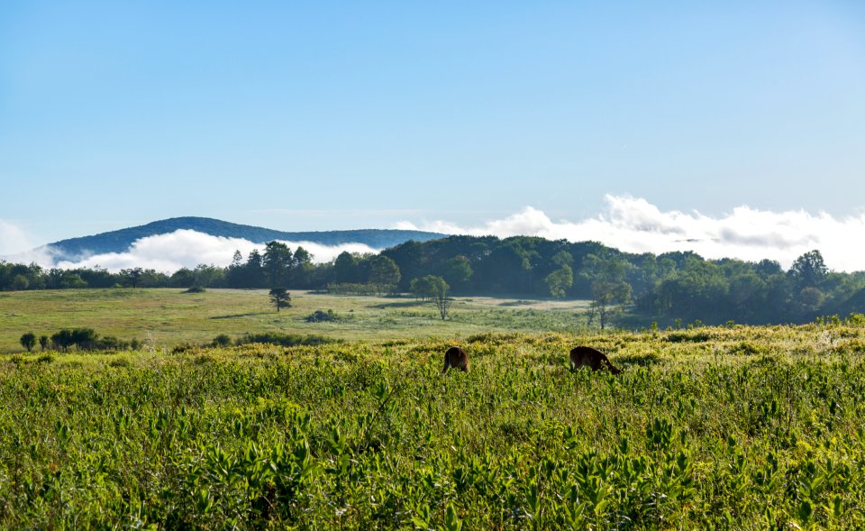Deer and Fog in Big Meadows
