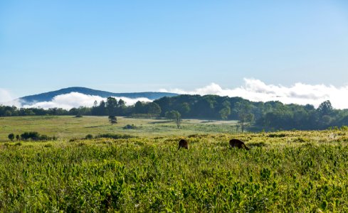 Deer and Fog in Big Meadows photo