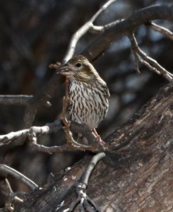 963 - CASSIN'S FINCH (3-2-2018) paton's, patagonia, santa cruz co, az -01