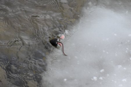 Water shrew on Pebble Creek