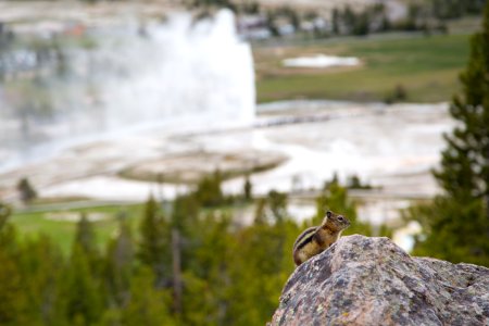 Least chipmunk & Beehive Geyser