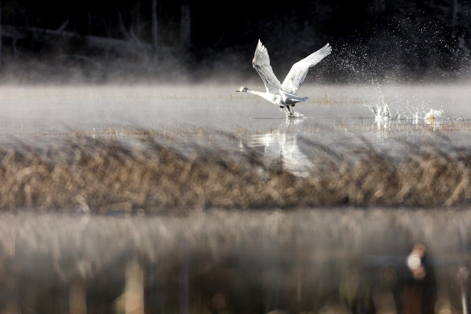 Trumpeter swan takes off from a pond