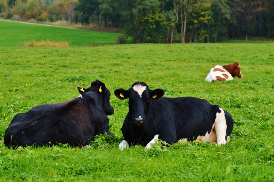 Beef black and white animal