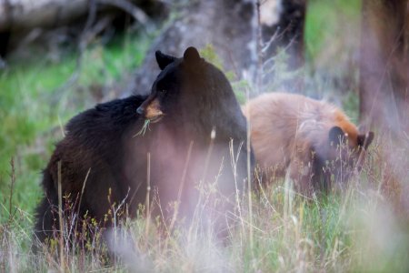 Black bear sow with cub, Tower Fall