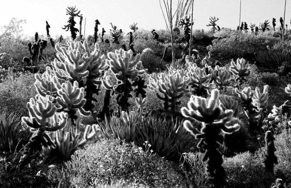 CA 2500 ANZA BORREGO (3-26-2016) plum wash, anza-borrego state park, san diego co, ca -03 BW