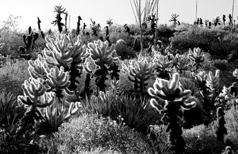CA 2500 ANZA BORREGO (3-26-2016) plum wash, anza-borrego state park, san diego co, ca -03 BW