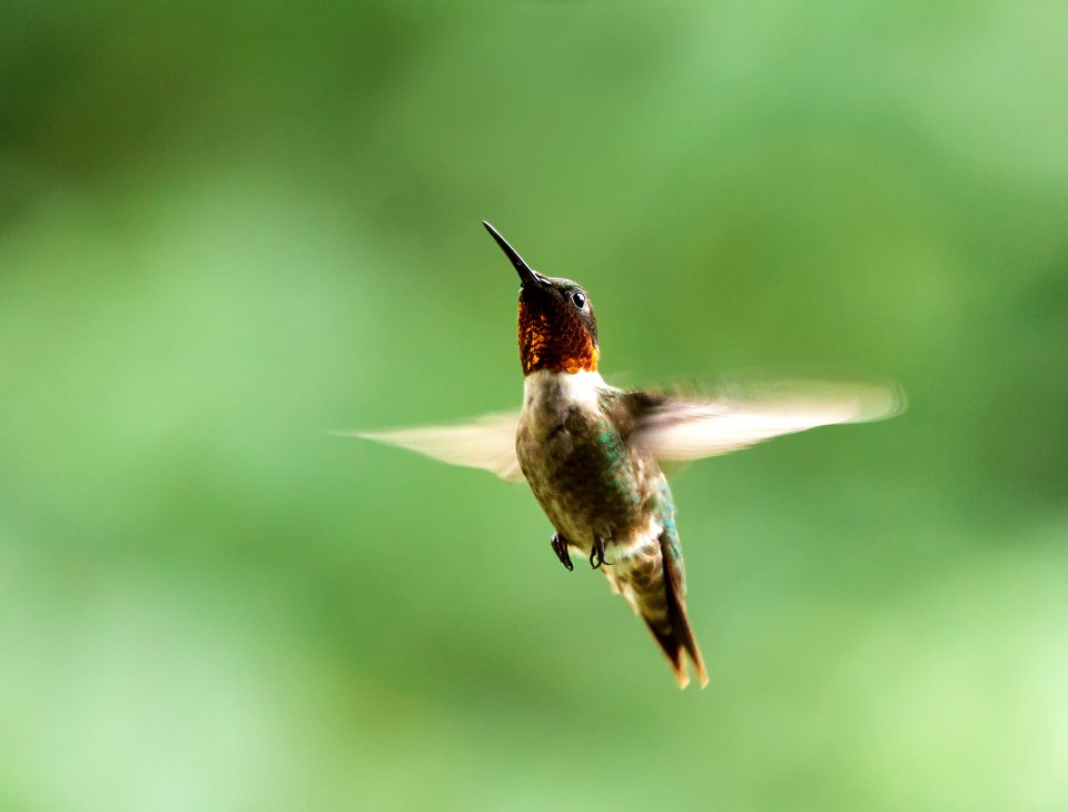 Ruby-throated Hummingbird (male)