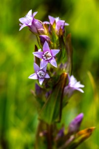 Autumn Dwarf Gentian - Gentianella amarella