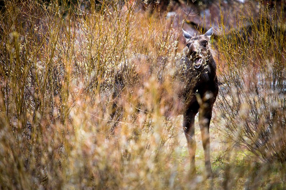 Cow moose, Soda Butte Creek