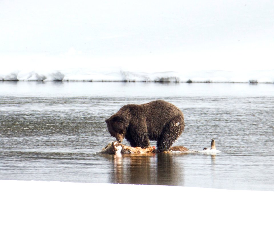 Grizzly bear on bison carcass in Yellowstone River