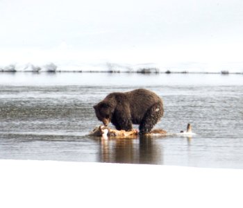 Grizzly bear on bison carcass in Yellowstone River