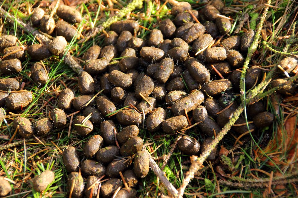 Forest forest floor animals