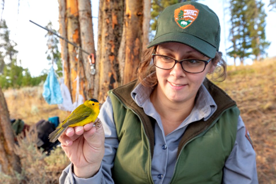 Yellowstone Bird Program (9): Wildlife Biologist Lauren Walker about to release a Wilson's warbler
