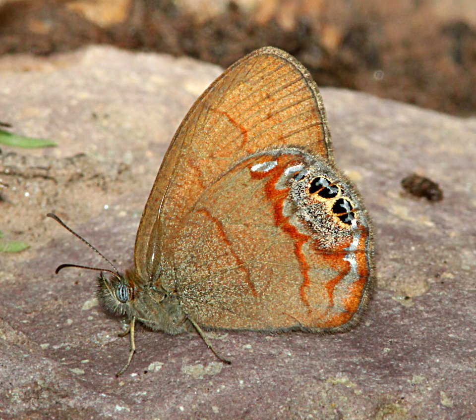 SATYR, NABOKOV'S (Cyllopsis pyracmon) (8-30-10) garden cyn, huachuca mts, az -01
